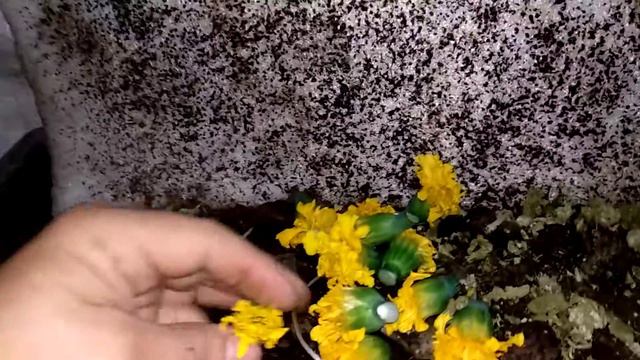 Бархатцы в домашний вермик.