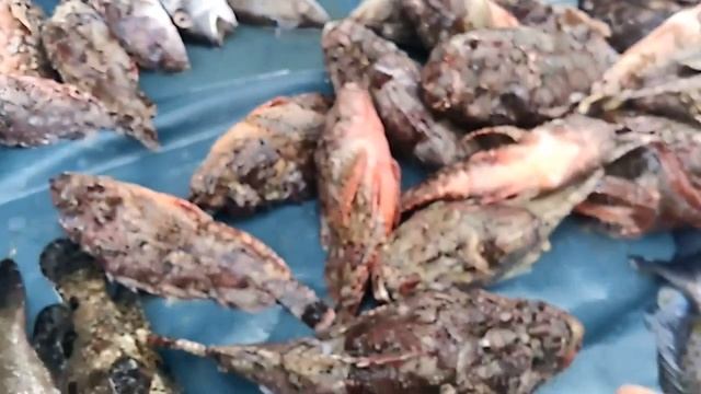 Морепродукты во Вьетнаме. Что продают в Нячанге смотреть онлайн