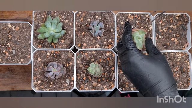 Succulent Korea. Суккуленты из России. Echeveria. Пересадка. часть 2 смотреть онлайн