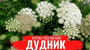ДУДНИК (Дягель) /О правилах сбора, нюансах заготовки и приготовлении настоев /Аптека под ногами