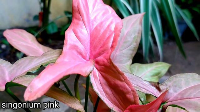Tanaman Syngonium Pink Perfection! Singonium Pink