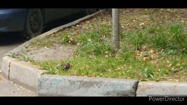 Разные птицы города 2020 август Москва\Different birds of the city 2020 August Moscow смотреть онлайн