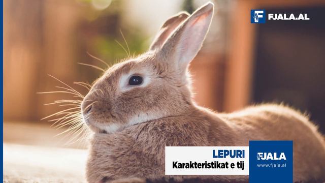 Lepuri, karakteristikat e tij смотреть онлайн