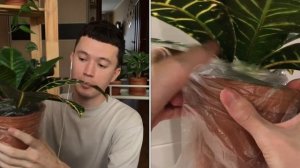 Как и Чем мыть Комнатные Растения? » Душ для Растений