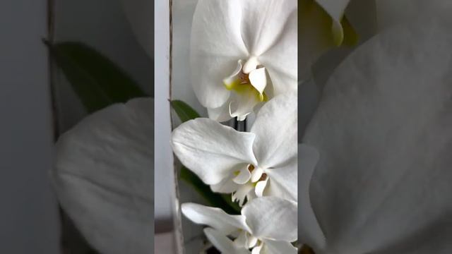 Орхидея Сого Юкидан каскадная в керамическом кашпо. Заказать в СПБ @janaplants смотреть онлайн