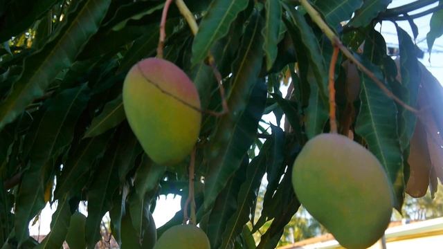 Growing a mango tree, from seed to fruits in 8 minutes (time смотреть онлайн