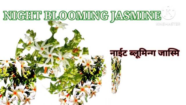 Flower Name Hindi And English With Meaning / फूलों के नाम हिंदी और इंग्लिश में | Kinds  / @bgs1994