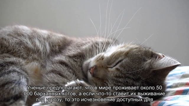 Как ученым удалось добыть фотографии редчайшего барханного кота смотреть онлайн