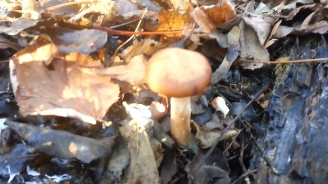 В лес по грибы в ноябре. смотреть онлайн