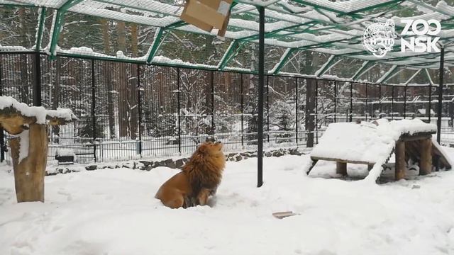 Зимние забавы Сэма в Новосибирском зоопарке имени Р.А. Шило смотреть онлайн