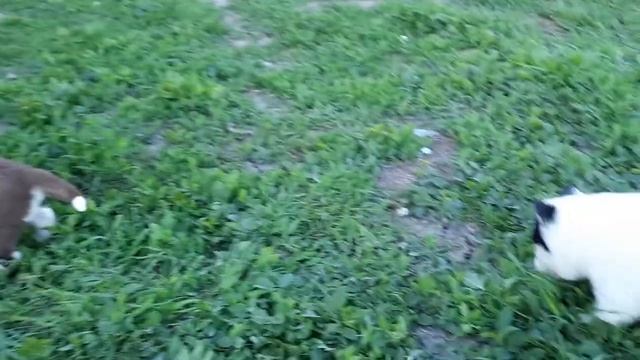 Первая прогулка щенков ХАСКИ ? смотреть онлайн