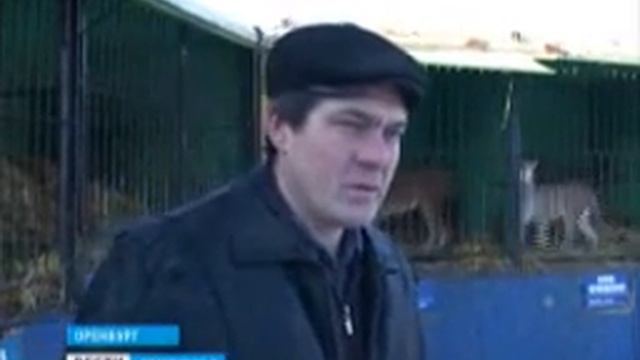 Про зоопарк «Дикий кот» смотреть онлайн