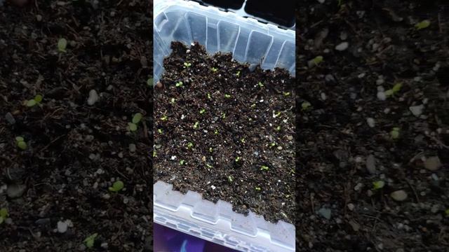 Всходы обриеты 20.02.23