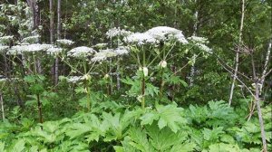 Окружающий мир. Рабочая тетрадь 3 класс 2 часть. ГДЗ стр. 16 №5