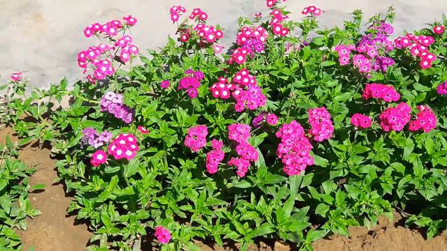 Flowers in my Backyard || Dahlias, Phlox, Calandula, Marigold смотреть онлайн