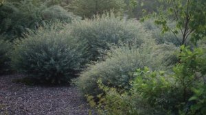 Альтернатива самшиту. 3 устойчивых растения на замену самшита.