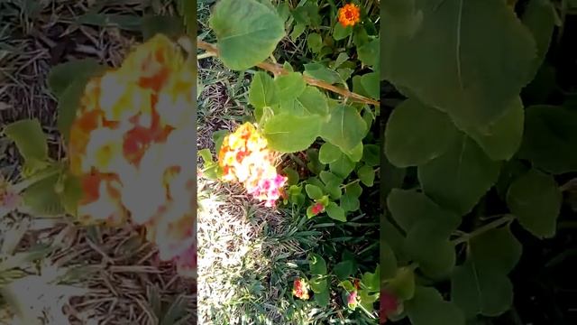 Осенние цветы смотреть онлайн