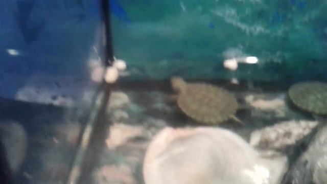 Обзор на красноухих черепах смотреть онлайн