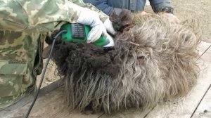 Машинка для стрижки овец Takumi 520