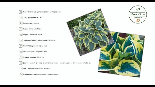 Хоста Ферст Фрост смотреть онлайн