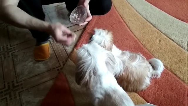 Как едят ши-тцу смотреть онлайн