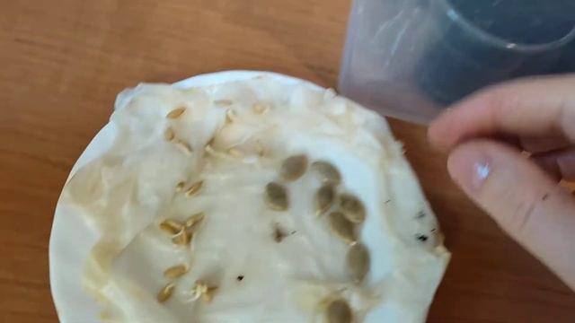 Мои запоздалые огурцы и кабачки. смотреть онлайн