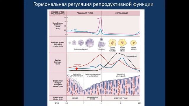 Женская половая система 12.03.21 - 14:45 смотреть онлайн