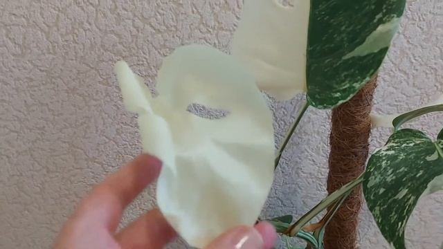 Нежизнеспособные листья-альбиносы у вариегатных монстер смотреть онлайн