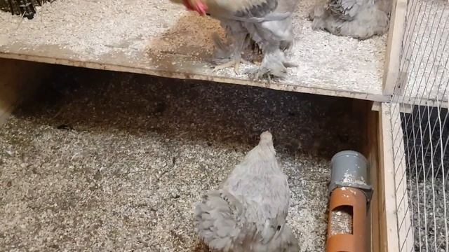 Могу предложить яйцо Брамы Изабель. смотреть онлайн