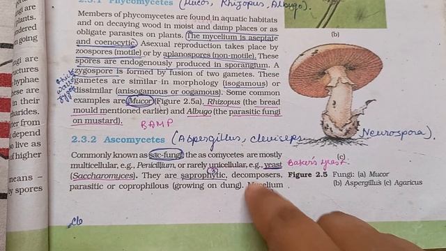 ASCOMYCETES & PHYCOMYCETES // FUNGI // BIOLOGICAL CLASSIFICATION// NEET // NCERT ?? смотреть онлайн