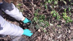 Магония падуболистная вечнозелёная в дизайне сада.  Размножение магонии.