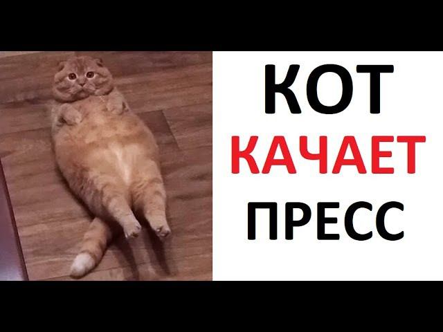 Лютые приколы. Кот качает ПРЕСС! ХОЧУ КУБИКИИиии МЯВК !!! смотреть онлайн