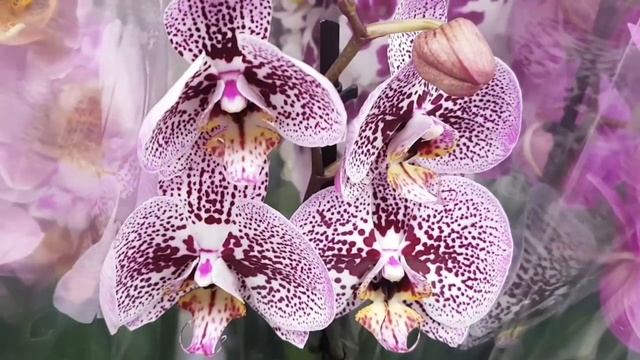 ЯРЧАЙШИЕ орхидеи в ЛЕРУА МЕРЛЕН! ОРХИДЕЯ фаленопсис биг лип, 455р. , МИНИ 355р.| orchid смотреть онлайн