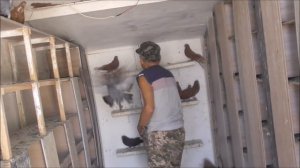 голуби Куприянова А И  сезон  2020 тел 0674851146