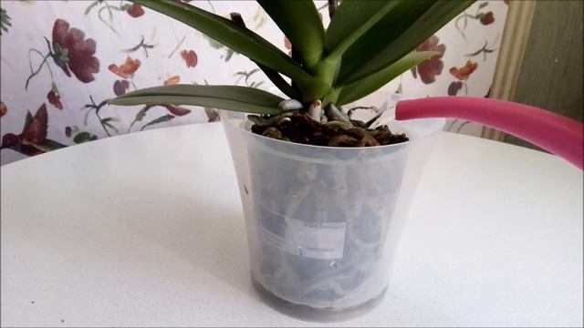 Не поливайте не пересаженные орхидеи так как Я! Если вам страшно)))Полив орхидеи Минион)))