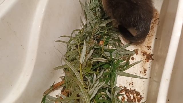 28.10.23. второй завтрак #боберНикифор. проблемы с задней правой. смотреть онлайн