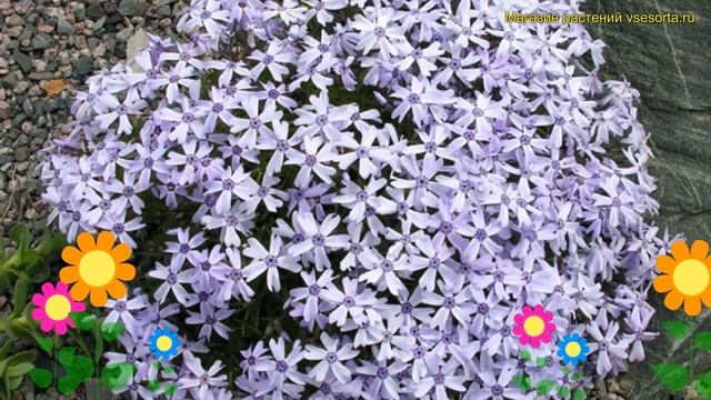 Флокс шиловидный окингтон блю айс. Краткий обзор, описание phlox subulata Oakington Blue Eyes смотреть онлайн