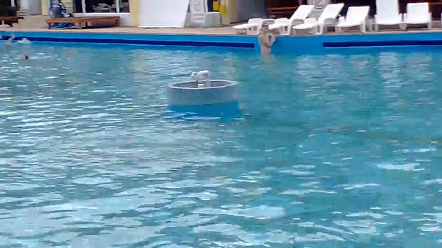 Диплом 1 степени на международном фестивале! смотреть онлайн