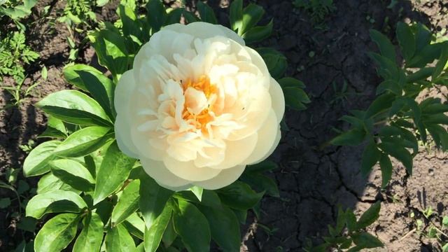 Пион PASTELEGANCE/Пастелеганс смотреть онлайн