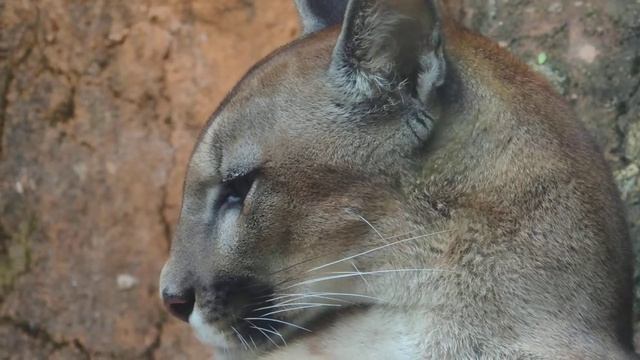 Puma concolor, Cougar, Deer Tiger, Mountain Lion, Puma, Red Tiger, Paramo de Chingaza смотреть онлайн