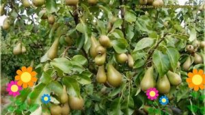 Груша обыкновенная Конференция. Краткий обзор, описание характеристик pyrus communis Konferencja