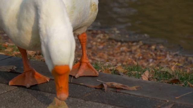 Nikon D7500 4k Geese2