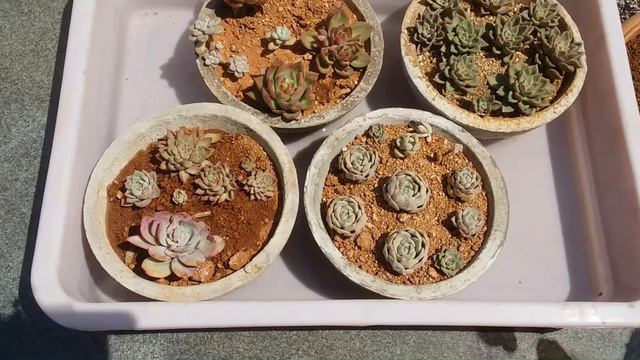 || WATERING DAY || смотреть онлайн