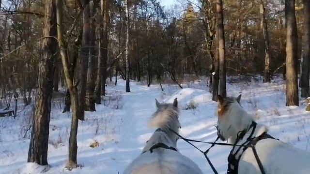 Весело прокаться в санях.Катание в санях. Конная база Полуботки.Верховые прогулки полем и лесом. смотреть онлайн