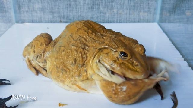 Asian Giant Bullfrog Eats Bird - Bullfrog Live Feeding смотреть онлайн