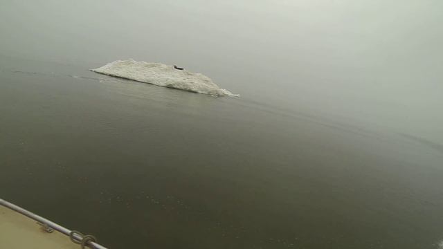 Harp seals gives birth. Гренландский тюлень. Tюлень рожает. смотреть онлайн