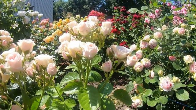 Розы спрей. Lydia (Лидия)