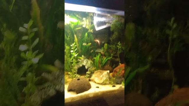 Canister Filter Clean (3/3) 75gal Fluval 407 смотреть онлайн