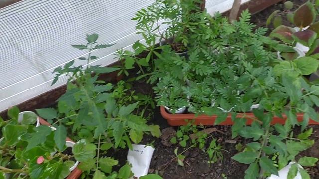 3.06.22/ Обзор огорода/ Редиска/Яблоня плакучая цветет☺ смотреть онлайн