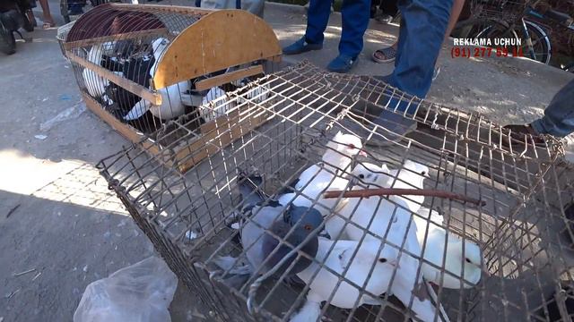 Коринглар ! Янги Нархлар Ит, Каптар, Товук Бозордан. 05.08.21 смотреть онлайн